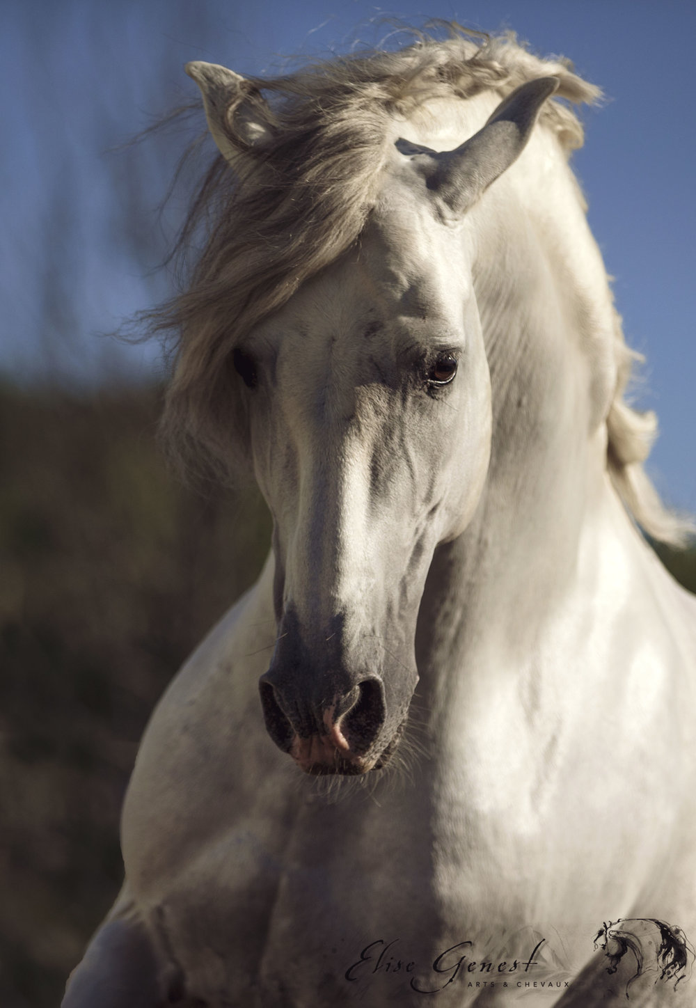 Equestrian Artist @Elise Genest Arts and Chevaux